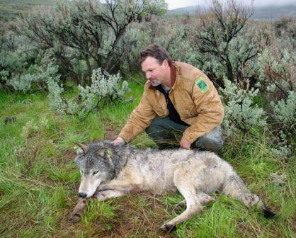 Russ Morgan of ODFW and collared wolf