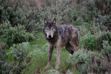 Wolf after release