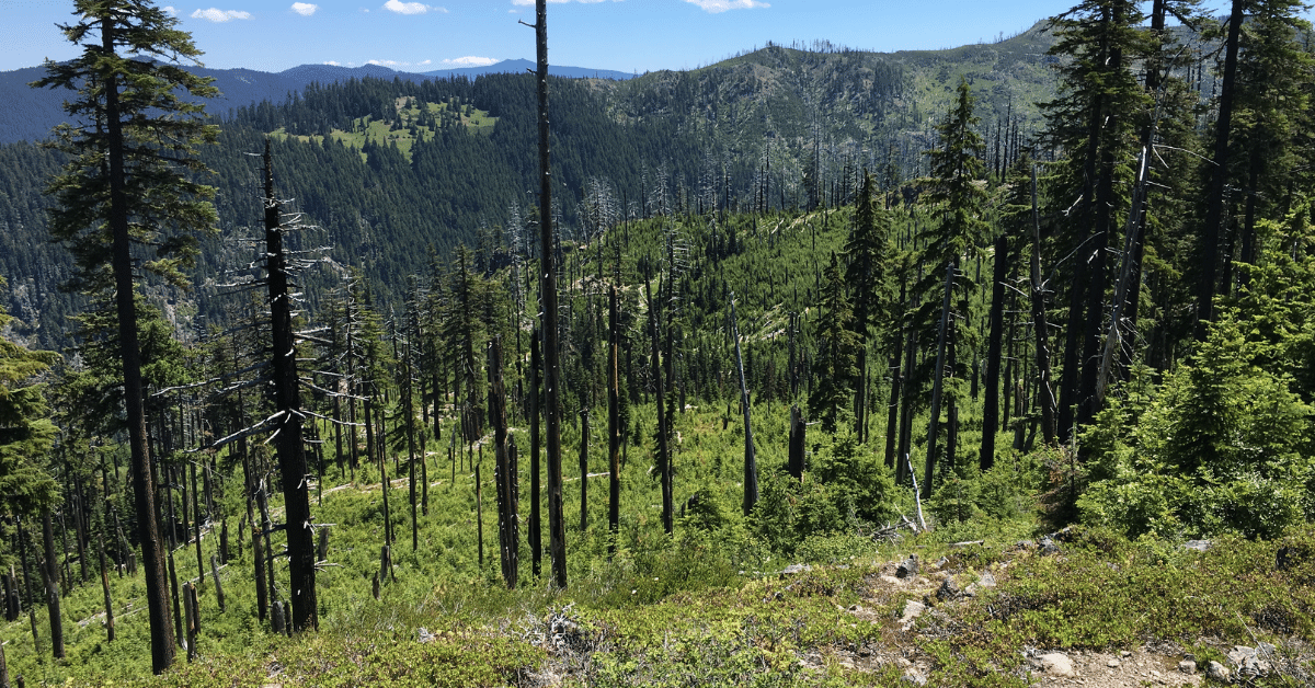 A forest regrowing after the Warner Creek fire