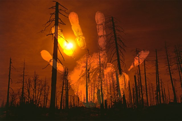 The Truth About Forest Fires