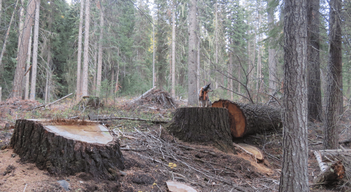 Two large, recently-cut stumps, one with a large old-growth tree lying beside it. A dog sits on top of one of the stumps.