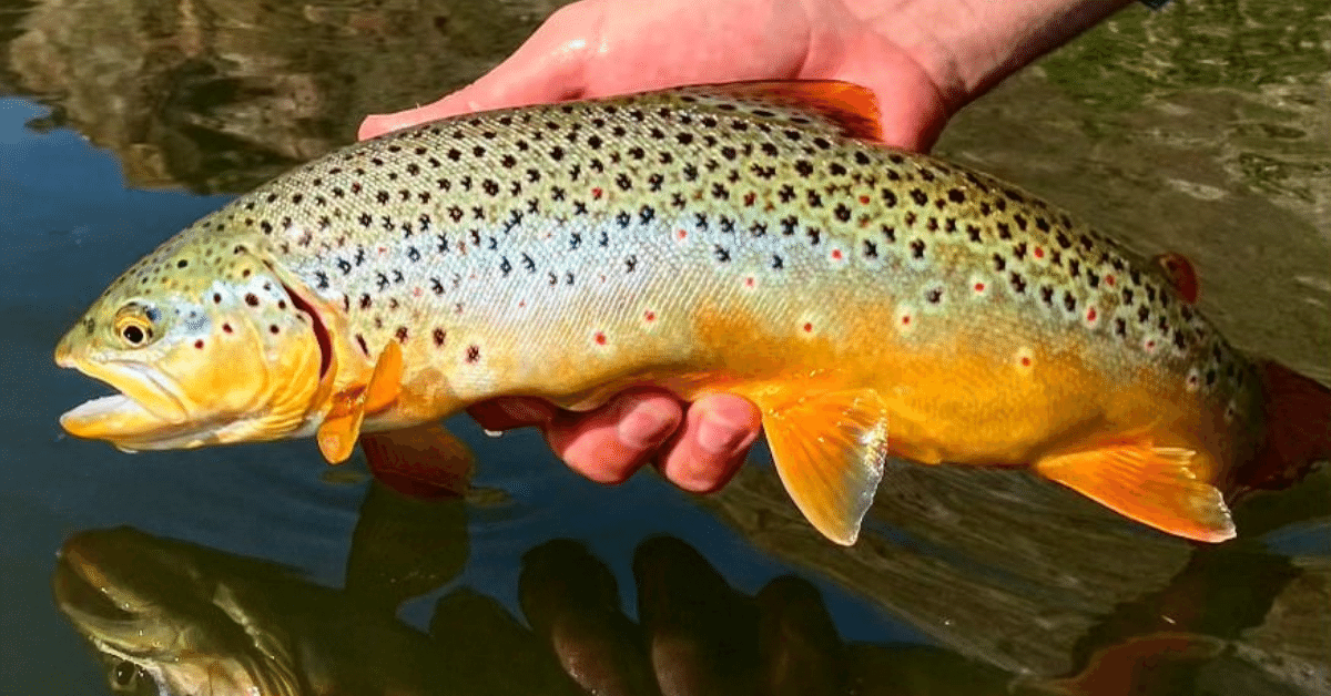 A hand holds an Owyhee brown trout above the water