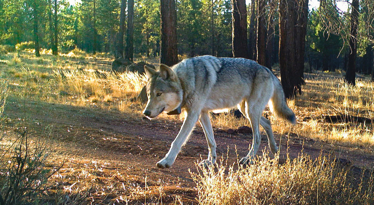The breeding adult wolf from the Gearhart Mtn Pack walks by a trail camera on USFS ground on Oct. 13, 2023 in Lake County.