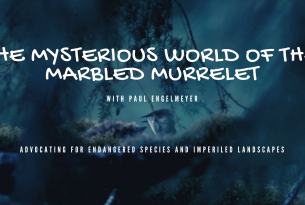 Webcast: The Mysterious World of the Marbled Murrelet