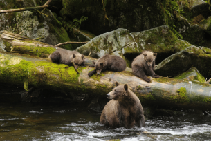 Bears around a downed tree in the Tongass National Forest