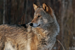 A wolf looks to the left while standing in a forest