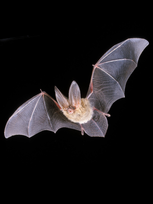 Townsend's Big-eared Bat